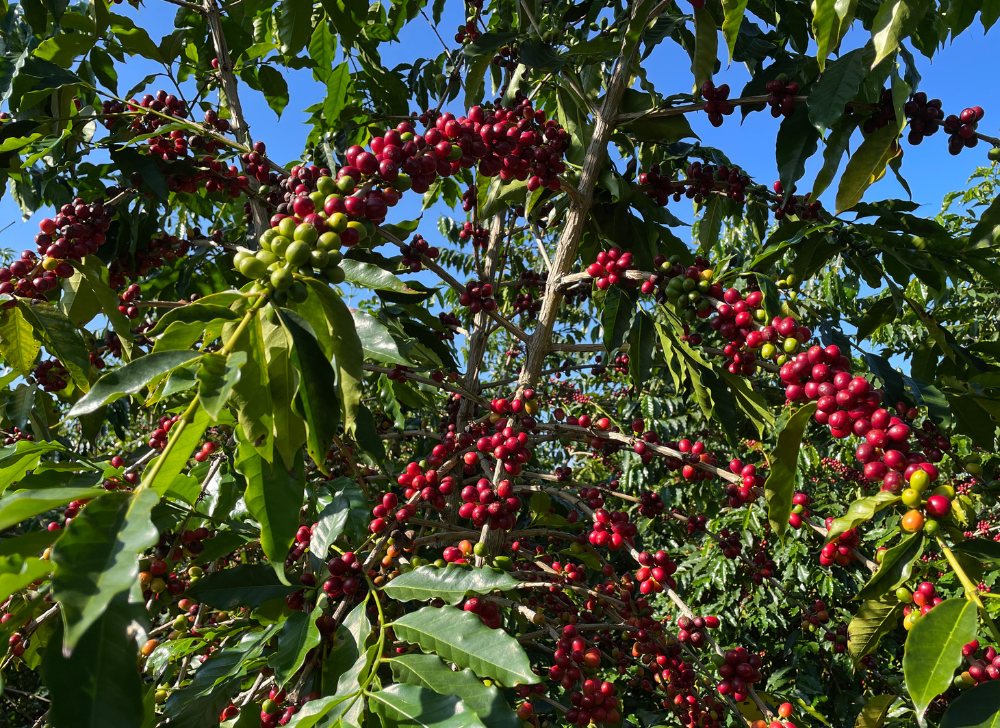 Coffee Cherries