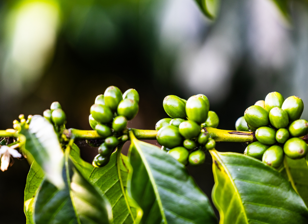 Close-up of unripe green coffee cherries