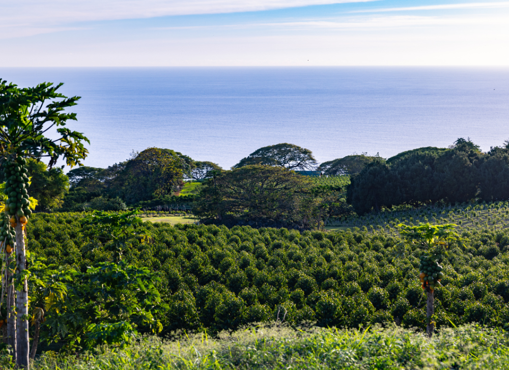 Kona coffee trees