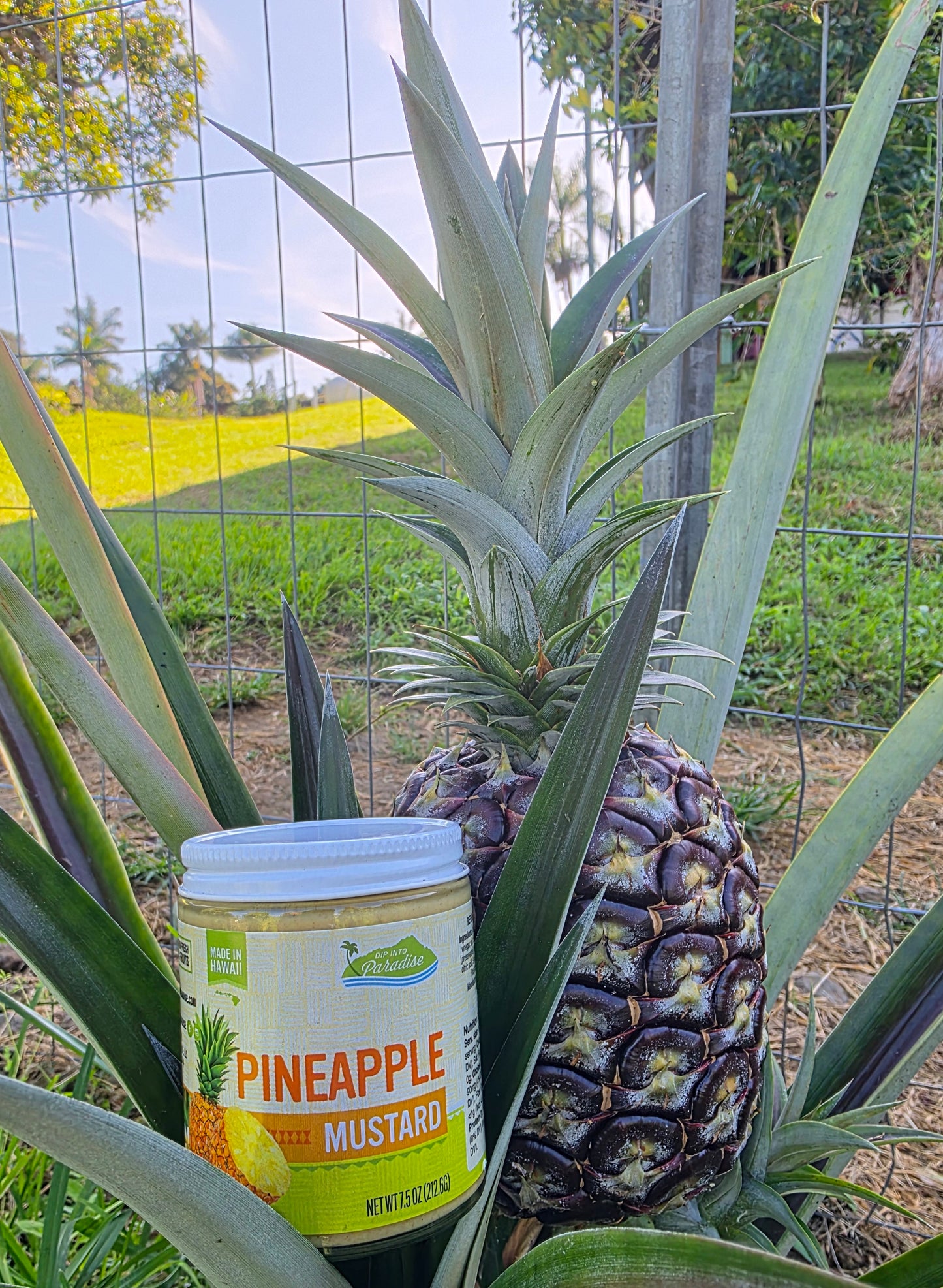Dip into Paradise Pineapple Mustard