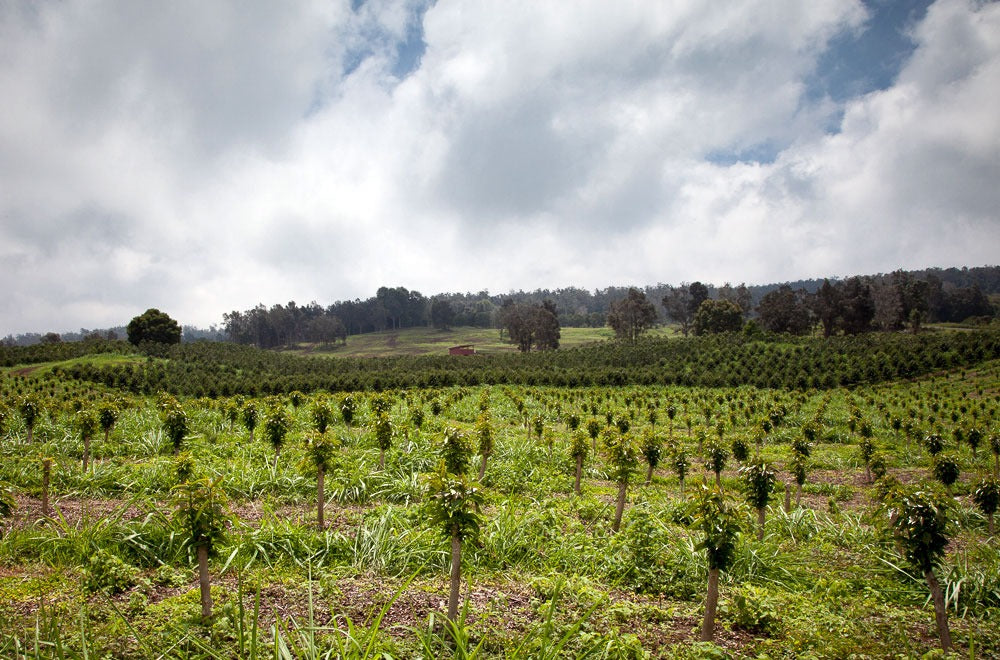 Konawaena Farm
