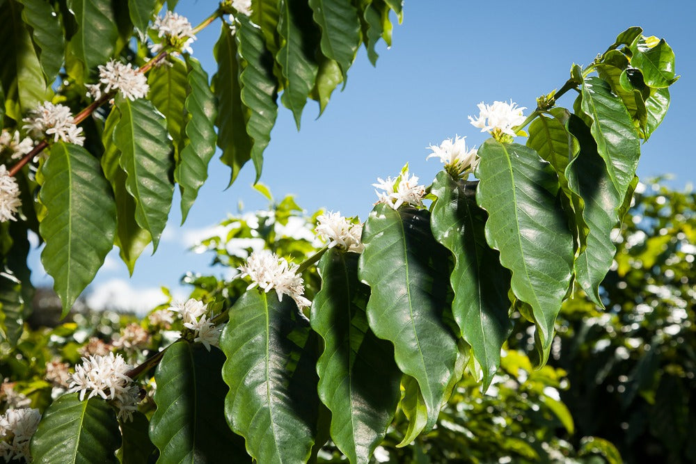 Kona Coffee Trees in Hawaii
