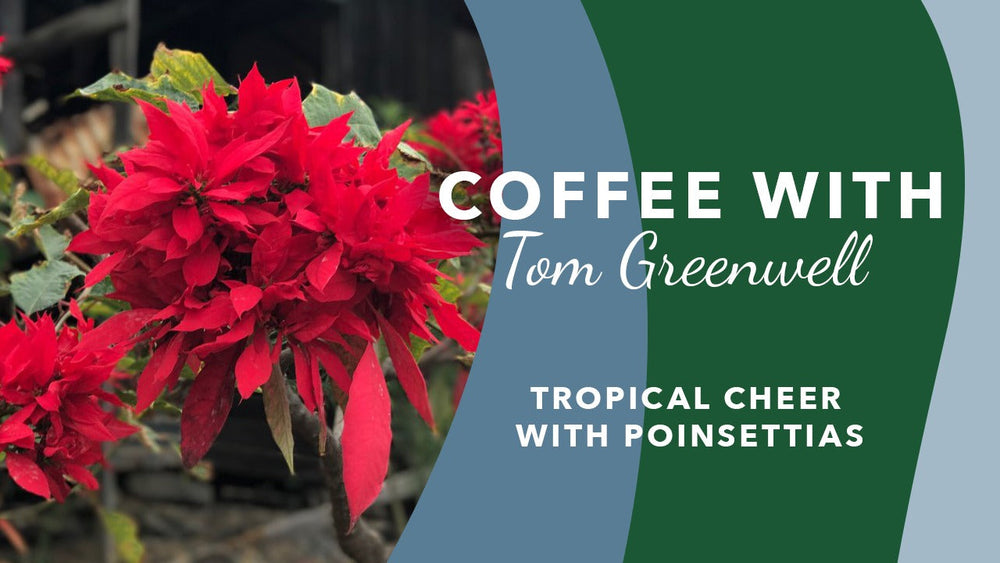 poinsettias coffee with tom cover