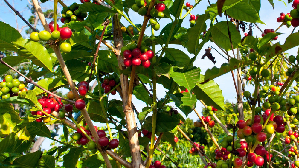 Kona Coffee Beans