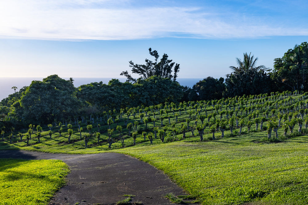The Terroir of Kona Coffee