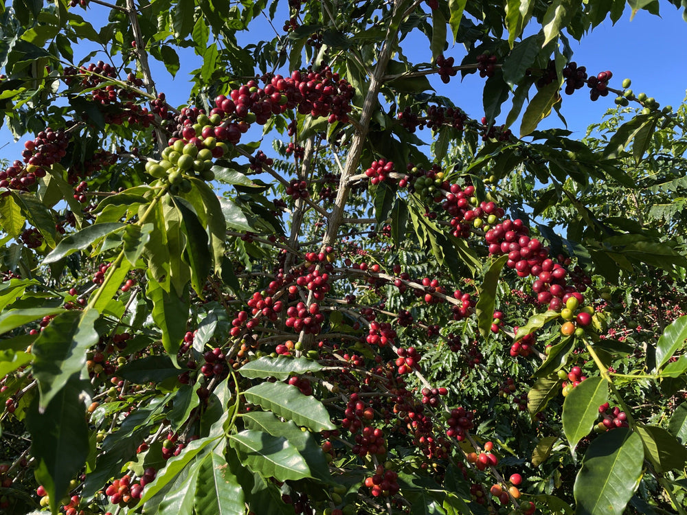 Harvest Season at Greenwell Farms