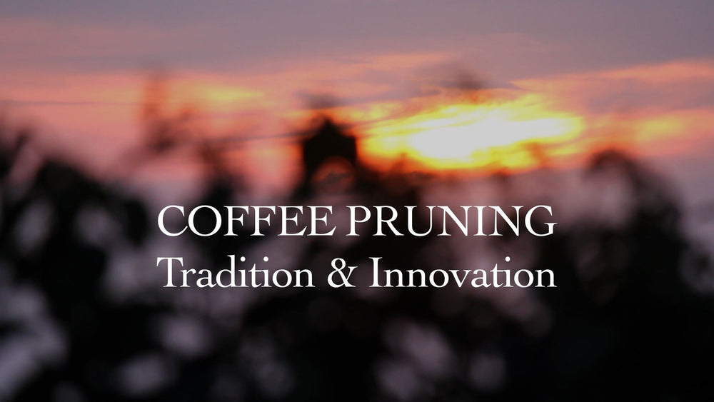 Coffee Pruning: Tradition and Innovation