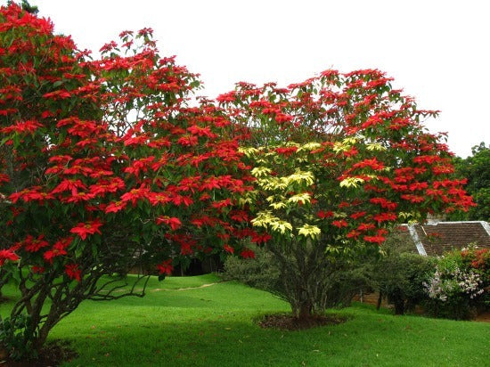 Poisettias in Hawaii