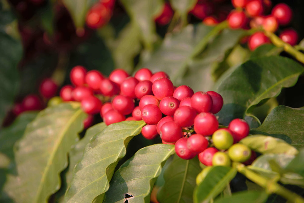 Red Coffee Cherries