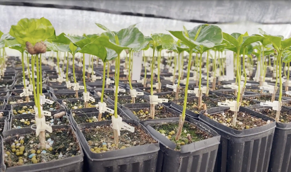 100% Kona Coffee Grafting