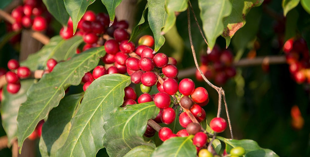 Coffee Cherries are Rich in Antioxidants