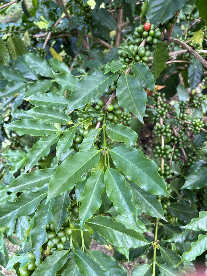 Kona Coffee Tree