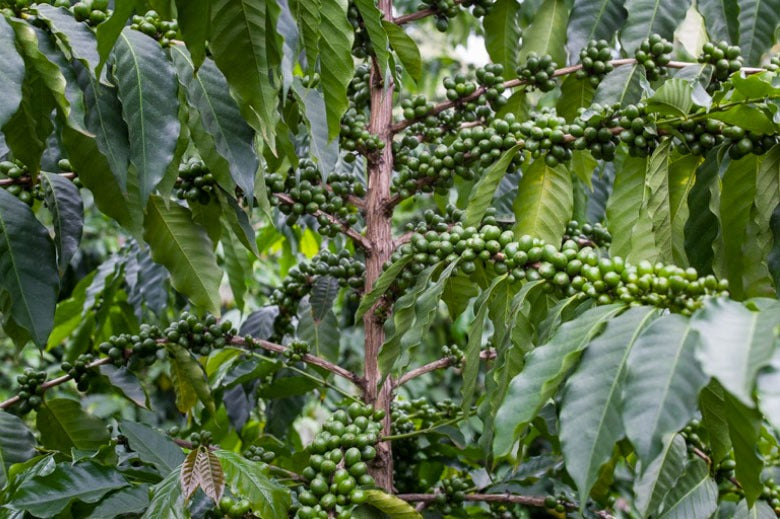 kona coffee farm