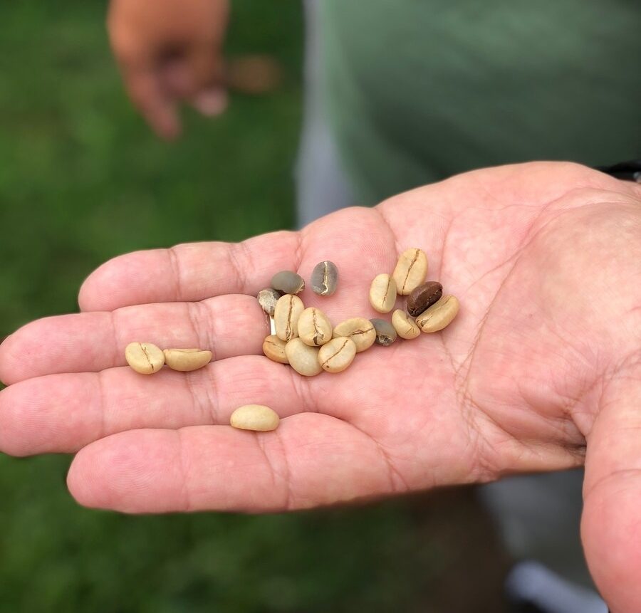Coffee Grading