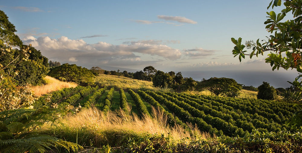 100% Kona Coffee