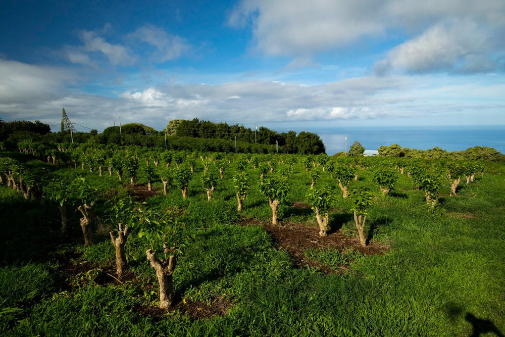 Greenwell Farms Kona Coffee Farm