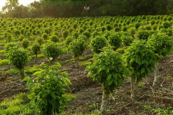 Greenwell Farms Kona Coffee