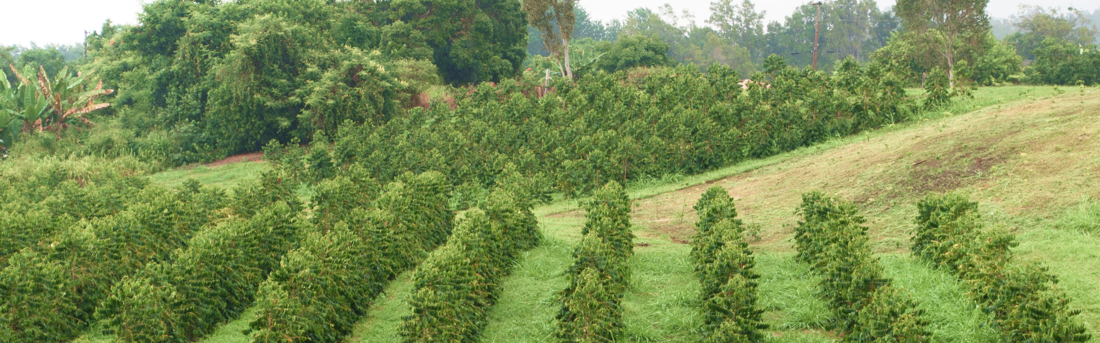 Kona Coffee Trees Greenwell Farms