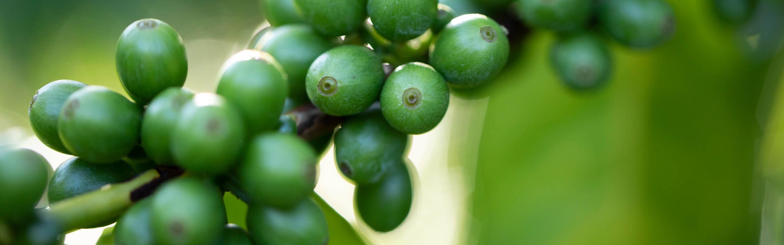 Unripe green coffee cherries growing at Greenwell Farms