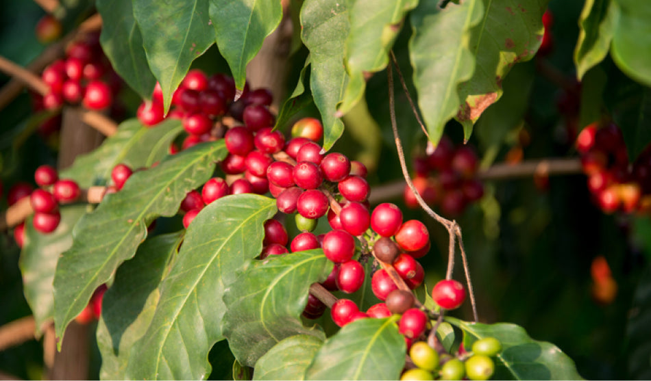 What is Kona Coffee? Find Out What Makes Kona Coffee Special